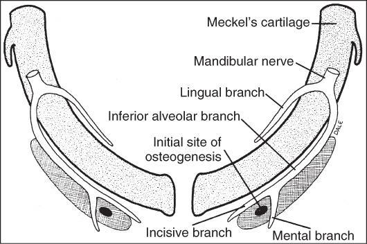 Meckel s Cartilage & the Mandible: Mandibular branch of trigeminal