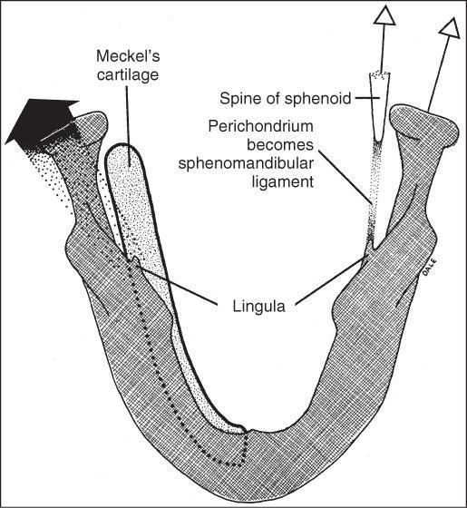 mandible develops by ossification posteriorly into the 1st arch,