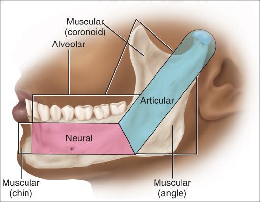 Mandibular Development: Subsequent mandibular growth until birth is influenced strongly by appearance of three secondary cartilages (coronoid, condylar and symphyseal) and the development of