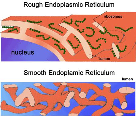 Endoplasmic Reticulum (ER) (modification and transport) Structure: 3- dimensional maze of connecting and branching channels made by
