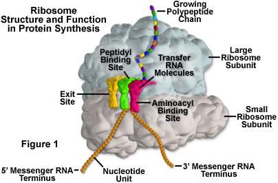 Ribosomes (makes proteins) Structure: composed of ribosomal RNA (rrna) and 80 different kinds of proteins. There are 15 000 of them in a cell.