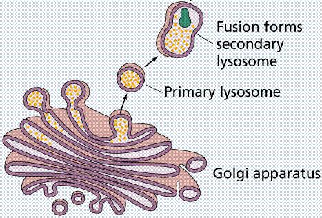 Lysosomes (destroyer) Structure: Small vesicles formed from the golgi bodies common in animal cells but existence in plant cells is debated contain