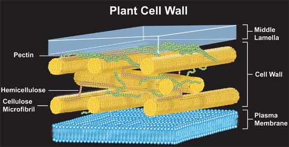 Plant Cell Wall (Protection) Structure: rigid, made up of polysaccharides, cellulose and lignin.