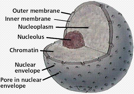 Nucleus (controls) Structure: It is a double membrane-bound organelle (nuclear envelope).