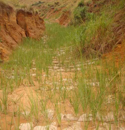 During rain storms, vetiver plants slow down the