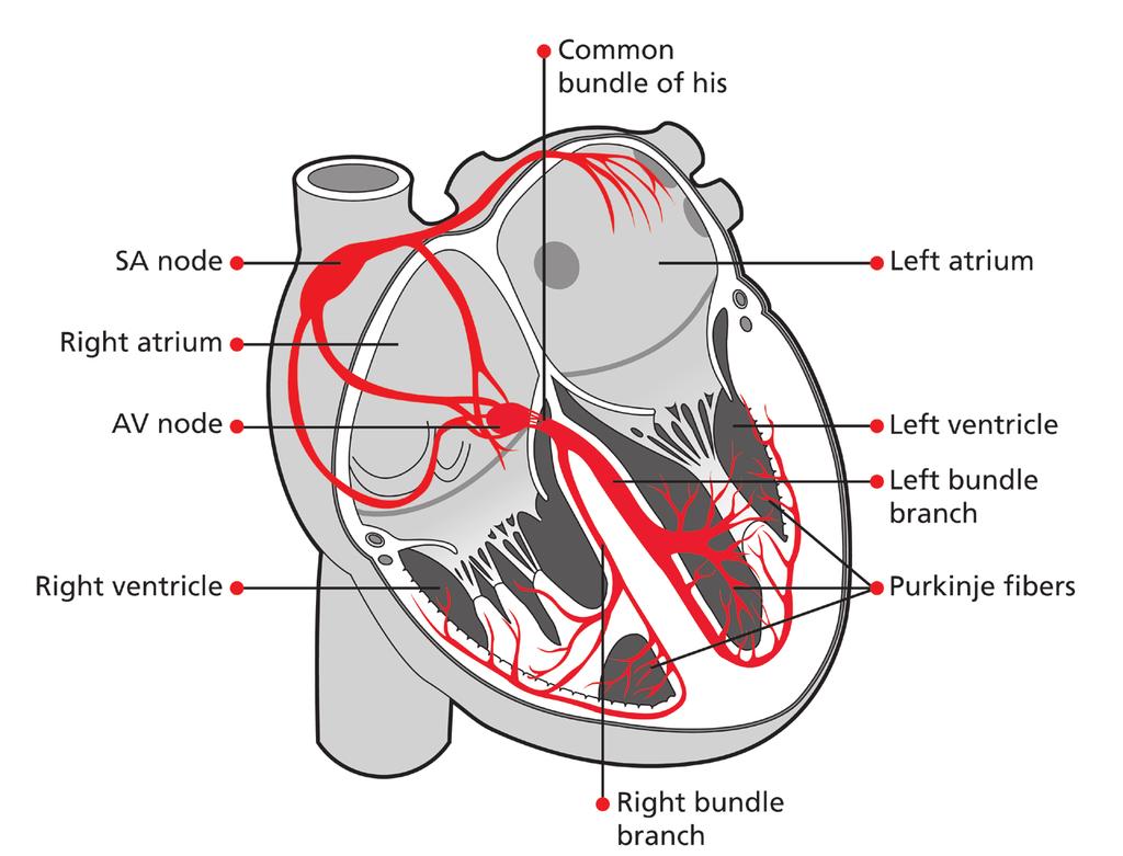 team on telephone: 023 8120 4659. How the heart works The heart has its own electrical conduction system.
