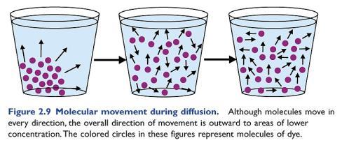 Diffusion Concentration gradient concentrated, high energy