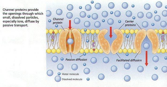 Membrane Transport: Active Processes Two types