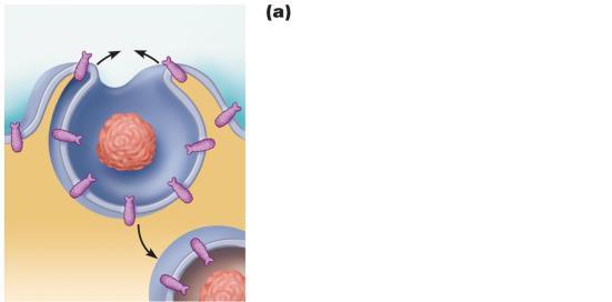 Figure 3.13a Comparison of three types of endocytosis.