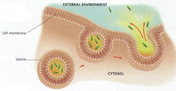 [Phagocytosis in action: A t-lymphocyte is attacking invading E. coli population. Copyright Daniel Kunkel] Figure 3.13c Comparison of three types of endocytosis.