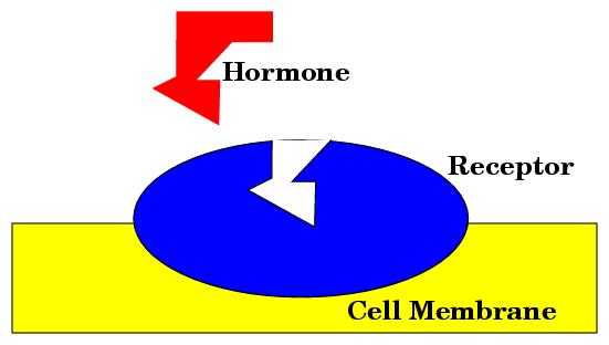The same hormone can have a variety of different target cells, all distant from the site of release.