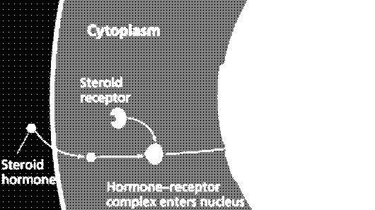 determines the location of its receptors. Water-soluble hormones have membrane-bound receptors.