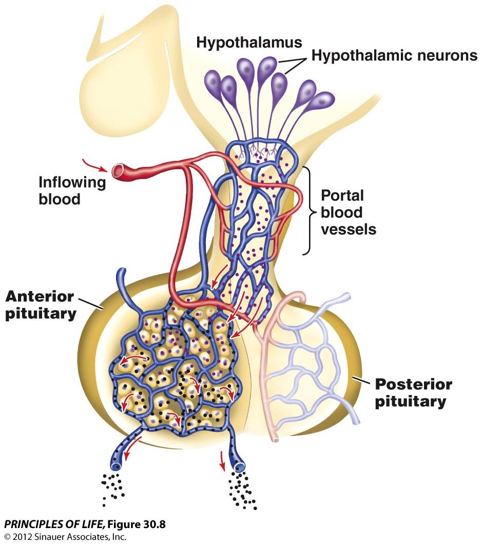 com/ science-news/scienceupdates/monogamousvoles/ 3 The Pituitary Gland Links the Nervous and Endocrine Pituitary gland Posterior