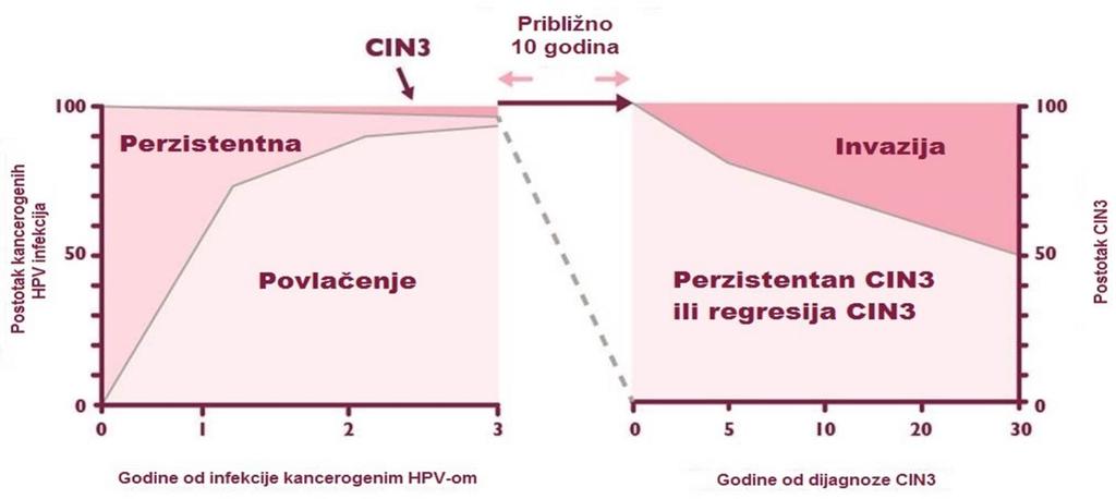 sur., 2005). Približno 100% slučajeva karcinoma cerviksa diljem svijeta povezuje se s infekcijom onkogenim tipom HPV a (Bosch i sur., 2008). Slika 6: Prirodni tijek HPV ( Moscicki i sur.