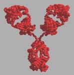 Mouse antibody The problem of