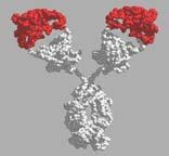 antibody Chimeric antibody