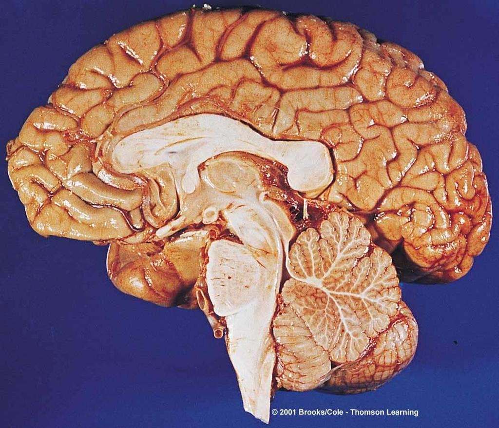 Main Brain Parts The thalamus relays information