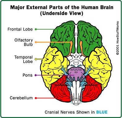Underside of the brain, showing