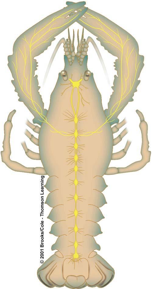 Ganglions Most invertebrates (such as the crayfish) have simple "brains"