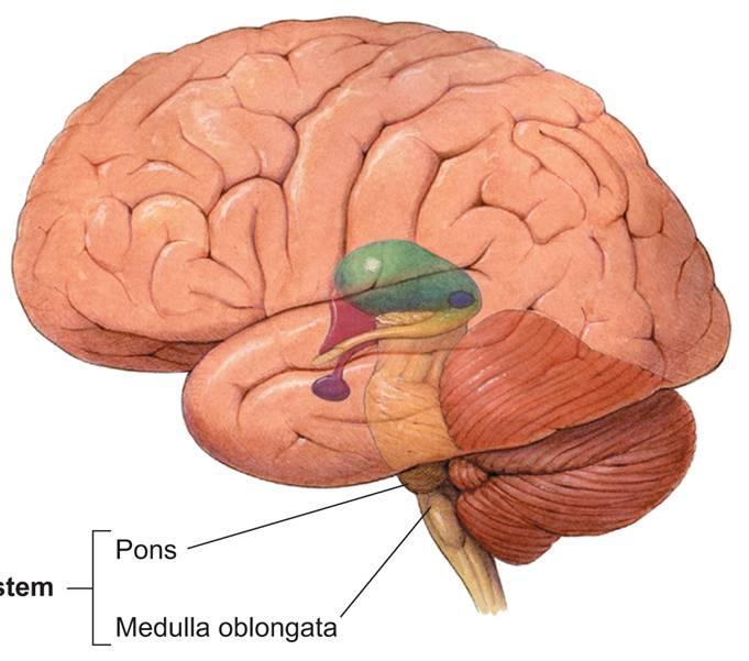 The Brain Brain stem Pons