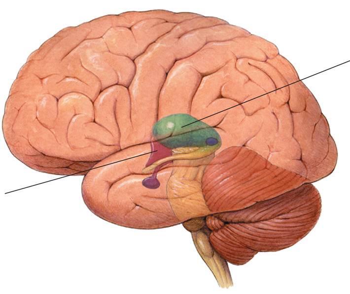 The Brain Thalamus