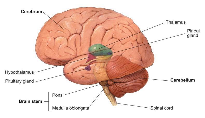 The Brain Parts of The Human Brain Cerebrum Thalamus Pineal gland Hypothalamus