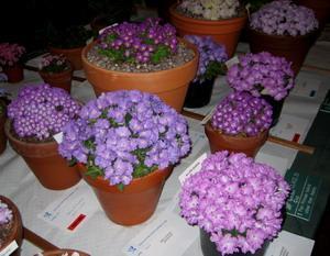 The walk round the show hall brings us to Primulas, which this year were in fabulous