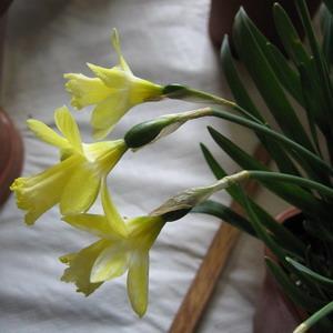 Narcissus 'Lemon Queen' and N henriquesii Hazel Smith