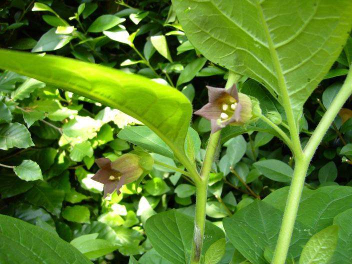 Deadly nightshade Plants for eye, ear, nose and pharynx