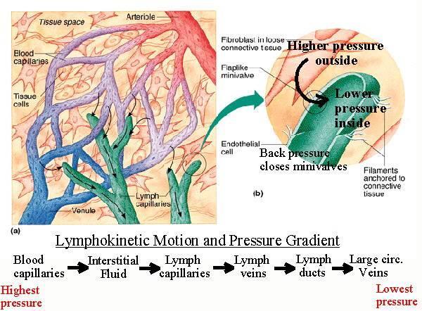 Flow of Lymph: fluid pressure in lymphatic system is very low, as in veins vessels contract rhythmically direction of flow is maintained by 1-way valves also body movements and pulsing of arteries
