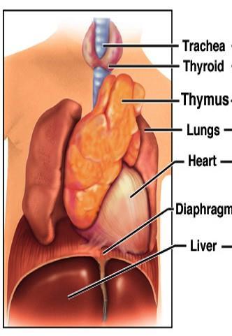 Thymus is single unpaired organ in mediastinum and neck region plays vital role in initial set up of body s immune system source of lymphocytes before birth which circulate to spleen, nodes and