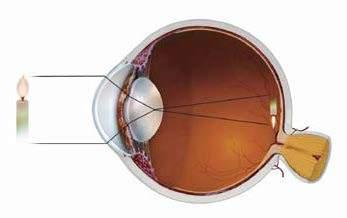 The Eye Cornea Pupil Iris