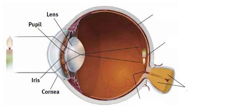 The Structure of the Eye Lens = the transparent structure behind