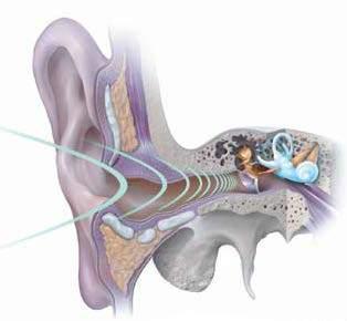 The Ear Outer ear