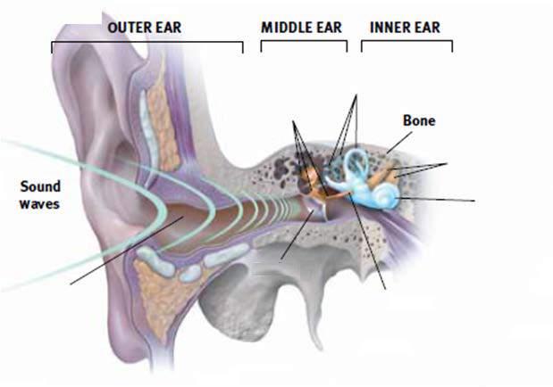 The structure of the ear The ear is