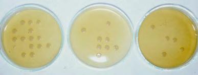The principle of the agar dilution method (ADM) Antibiotics are incorporated in the solid media in different