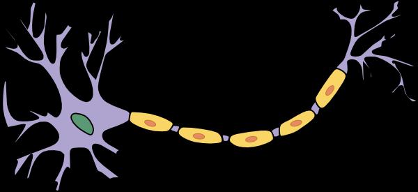 The Neuron Axon Terminal: the end of the axon that forms a synapse with another neuron