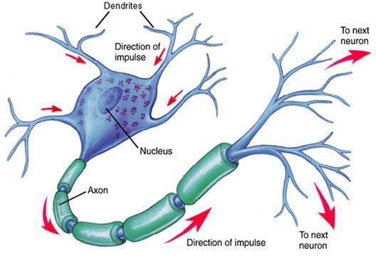 The Nerve Impulse Like electricity moving through a wire Depends