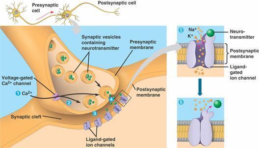 The Synapse Synapse: location at which a neuron can transfer an impulse to another cell