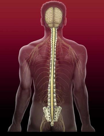 Spinal Cord Main communication link between the brain and the