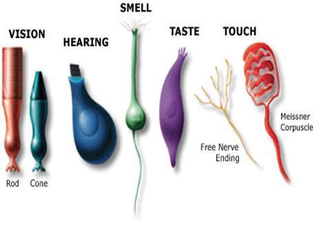 The Senses Sensory Receptors: located throughout the body but are concentrated in the