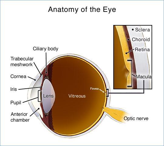 Vision Retina: innermost layer of the eye Rod: photoreceptor in eye that is extremely sensitive to light