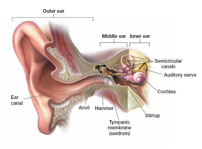 Hearing and Balance Cochlea: fluid-filled part of the inner ear; sends nerve impulses to the brain through the