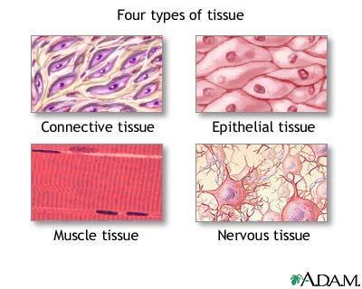 Nervous Tissue Receives messages from the body s external