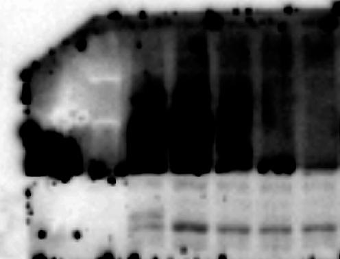 Figure 4E Protein Marker * *
