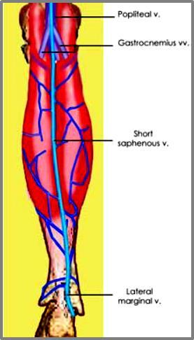 SSV ORIGIN posterior to the lateral malleolus SMALL TERMINATES at the