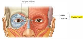 BROW OBICULARIS OCULI/ CORRUGATOR SUPERCILII BROW RELEASE 1 2 Close eyes with mild tension