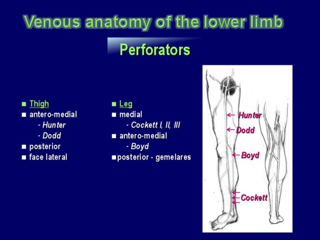 Fig.: Perforators - THE DEEP VENOUS SYSTEM Deep venous system is sometimes the cause for