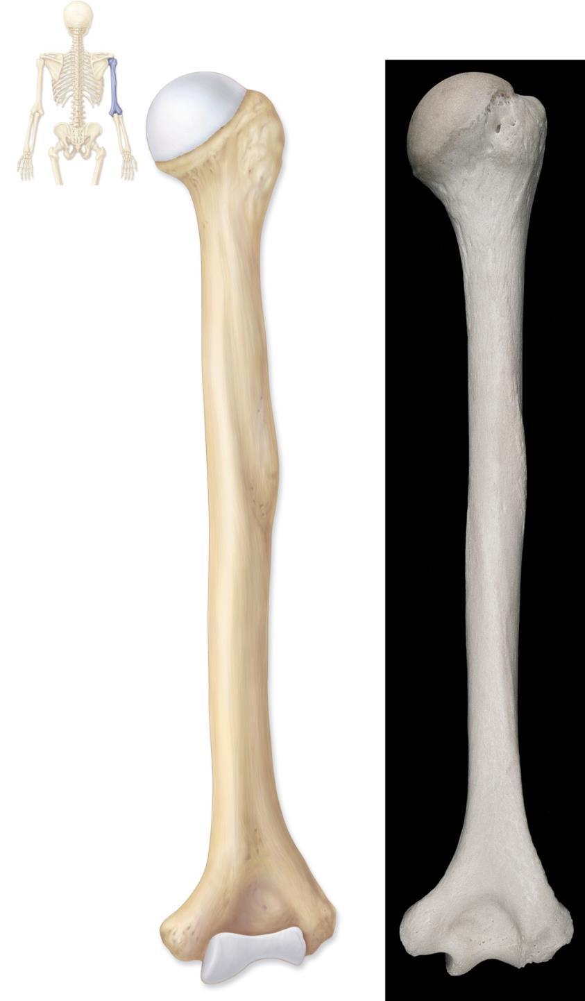 Humerus Copyright The McGraw-Hill Companies, Inc. Permission required for reproduction or display. Head Greater tubercle Anatomical neck Surgicalneck Deltoid tuberosity Radial groove Figure 8.