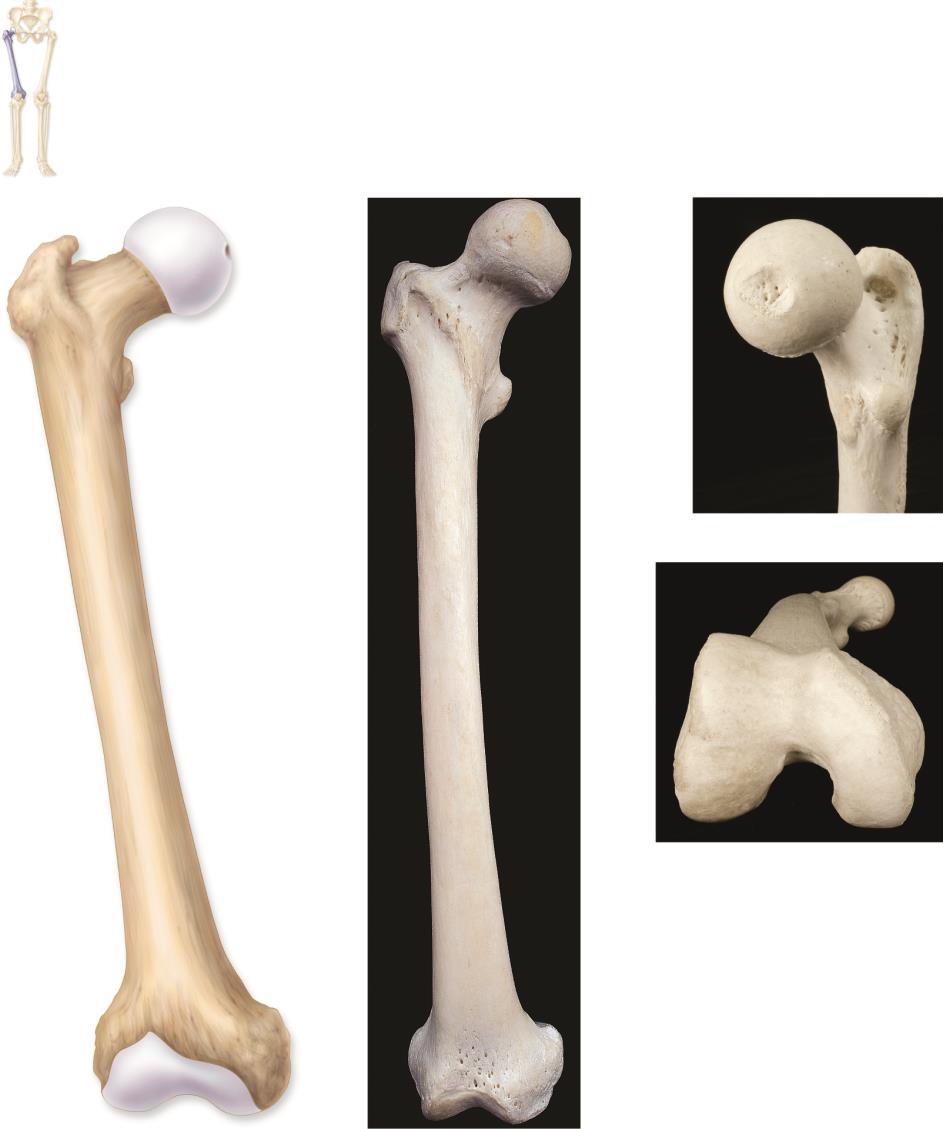 Femur Copyright The McGraw-Hill Companies, Inc. Permission required for reproduction or display.